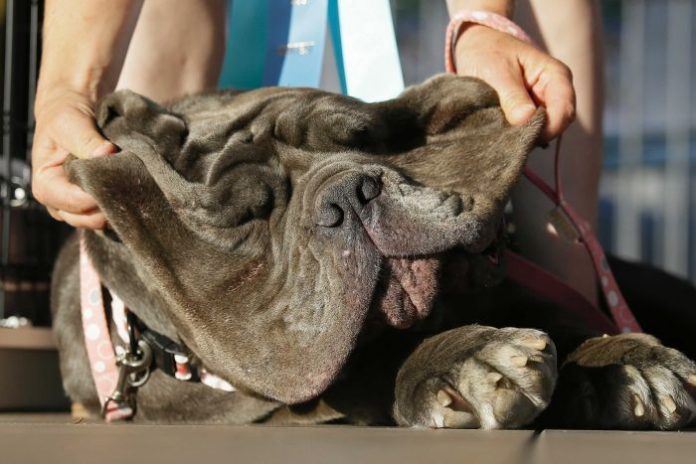 World's Ugliest Dog